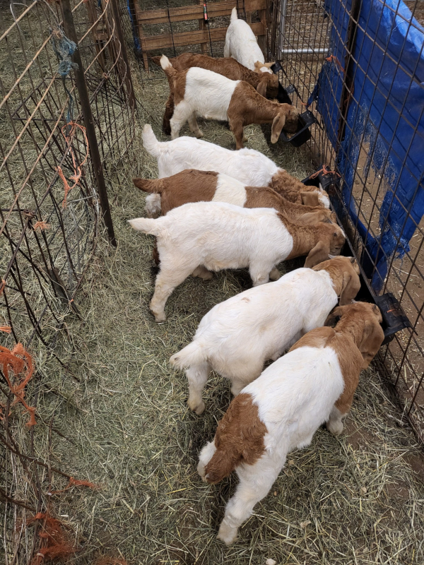 goats eating