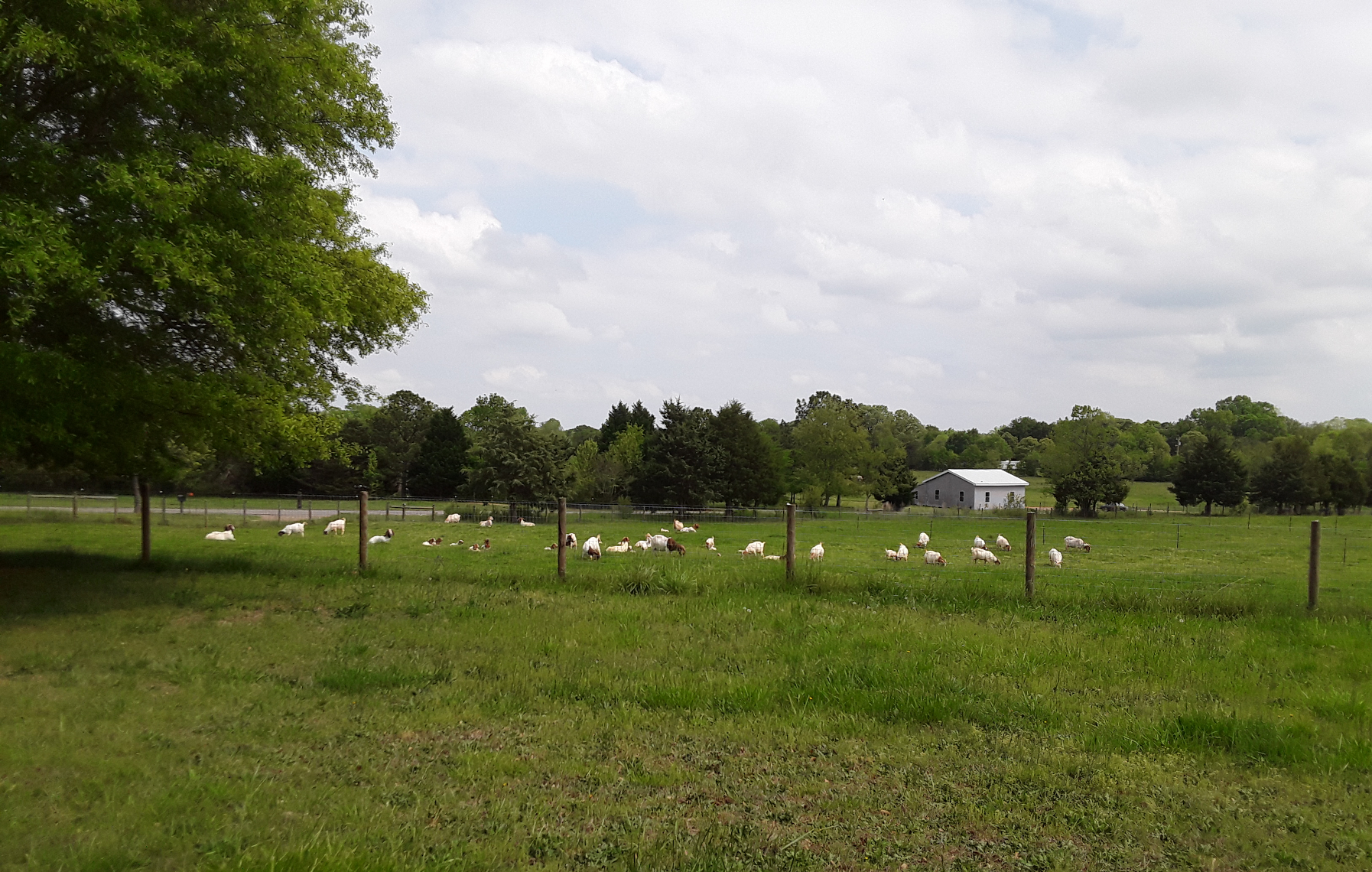 goats on a farm