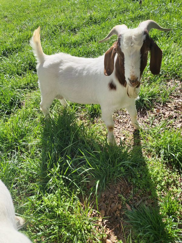 goat for sale